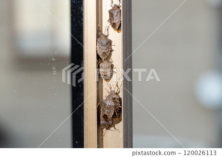 A group of brown marmorated stink bugs hiding in the gaps of a sash 120026113