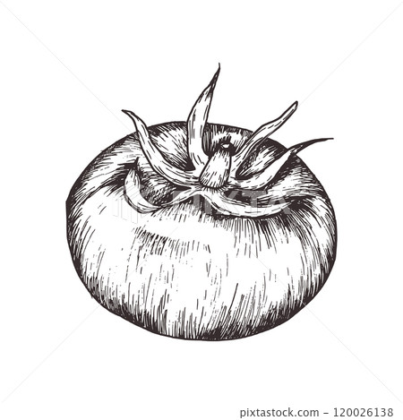 Fresh tomato ink hand drawn graphics. Vegetables clipart in outline style, vegan food silhouette for product craft packing, label, concept logo design 120026138