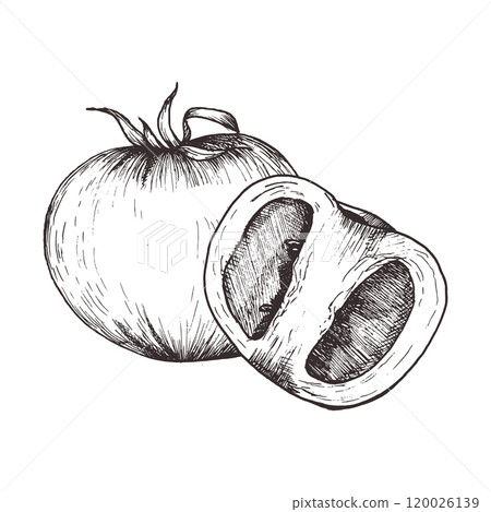 Tomato and slice of tomato ink graphics. Hand drawn vegan composition, vector vegetables illustration for food packing, kitchen utensils, label ,logo design Tomato and slice of tomato ink graphics. Hand drawn vegan composition, vector vegetables illustration for food packing, kitchen utensils, label ,logo design 120026139