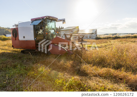 Buckwheat harvesting in autumn Buckwheat harvesting in autumn 120026172