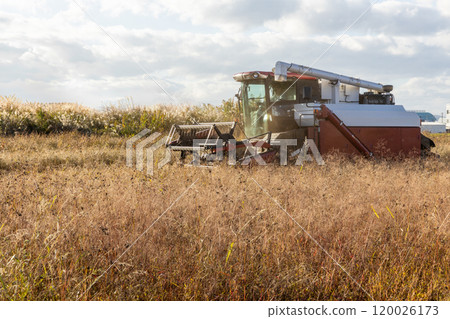 Buckwheat harvesting in autumn Buckwheat harvesting in autumn 120026173
