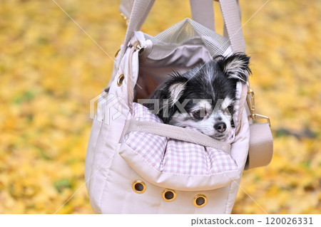 A Chihuahua in a dog bag and a yellow carpet with red, fallen ginkgo leaves in the background 120026331