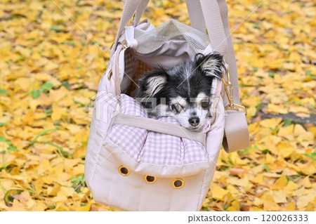 A Chihuahua in a dog bag and a yellow carpet with red, fallen ginkgo leaves in the background 120026333