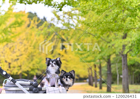 一隻友善的吉娃娃在寵物車裡沿著一排銀杏樹行走 一隻友善的吉娃娃在寵物車裡沿著一排銀杏樹行走 120026431