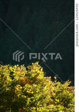 伯勞鳥沐浴在陽光下 120026450