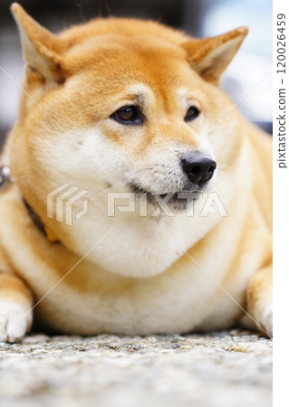 Shiba Inu is resting 120026459
