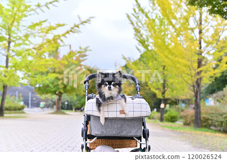 一隻名叫吉娃娃的老狗,坐著寵物車,沿著一排排落葉的銀杏樹行走。 一隻名叫吉娃娃的老狗,坐著寵物車,沿著一排排落葉的銀杏樹行走。 120026524
