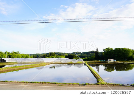 Rice paddy after rice planting 120026597
