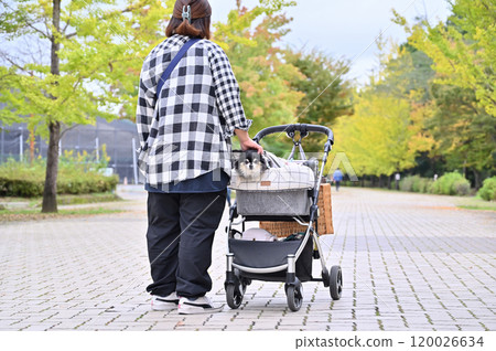 A woman and her Chihuahua walking along a row of autumnal ginkgo trees 120026634