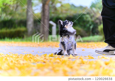 A woman and her Chihuahua walking along a row of autumnal ginkgo trees 120026638