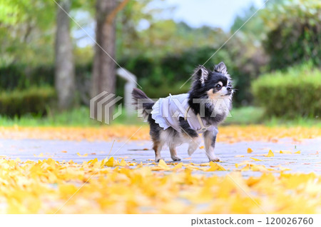 A cute Chihuahua walking along a yellow carpet of ginkgo trees A cute Chihuahua walking along a yellow carpet of ginkgo trees 120026760