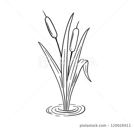 Outline river reed, wetland cattail, lake grass, hand drawn isolated illustration Outline river reed, wetland cattail, lake grass, hand drawn isolated illustration 120026911
