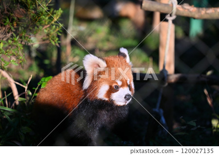 A close-up of a cute red panda 120027135
