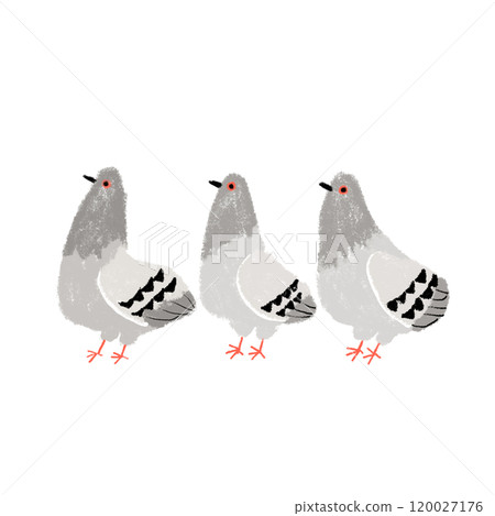 Three pigeons facing sideways Three pigeons facing sideways 120027176