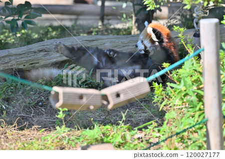 A close-up of a cute red panda A close-up of a cute red panda 120027177