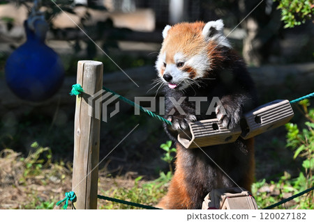 A close-up of a cute red panda 120027182