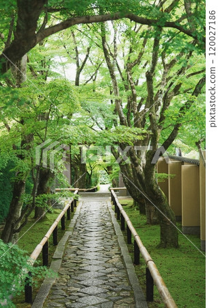 綠意盎然的光越寺參道 120027186