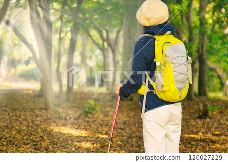 Senior woman hiking, back view 120027229