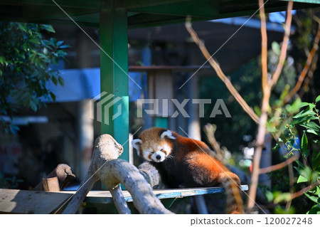 A lively red panda running around 120027248