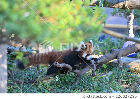 A lively red panda running around 120027250