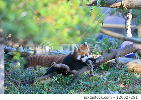 A lively red panda running around 120027251