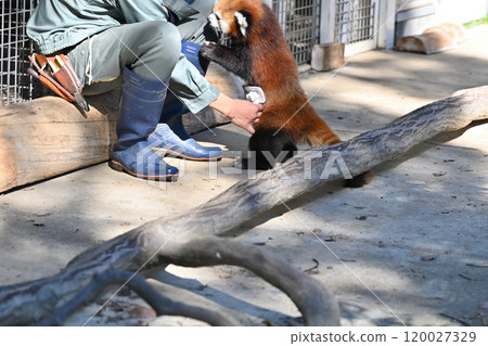 Red panda being groomed - brushing Red panda being groomed - brushing 120027329