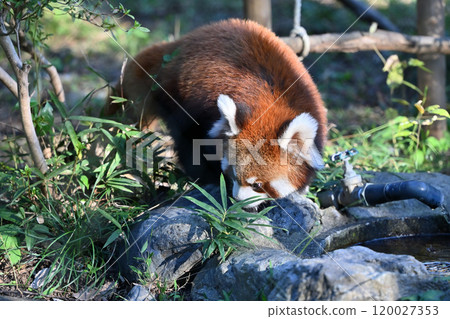 飲用水小熊貓 120027353