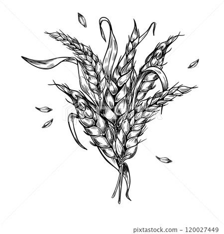 Bunch of wheat ear with dry herb and grains black white graphic vector illustration isolated. Spikelet rye, barley stalks monochrome hand drawn botanical sketch for design natural product, bakery. Bunch of wheat ear with dry herb and grains black white graphic vector illustration isolated. Spikelet rye, barley stalks monochrome hand drawn botanical sketch for design natural product, bakery. 120027449
