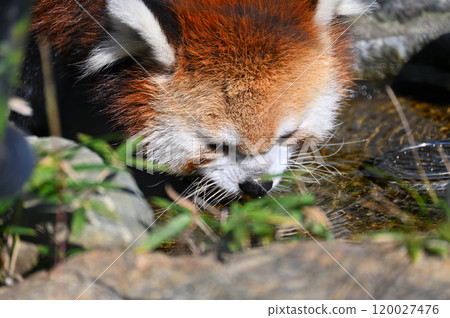 小熊貓喝水的臉部特寫 小熊貓喝水的臉部特寫 120027476
