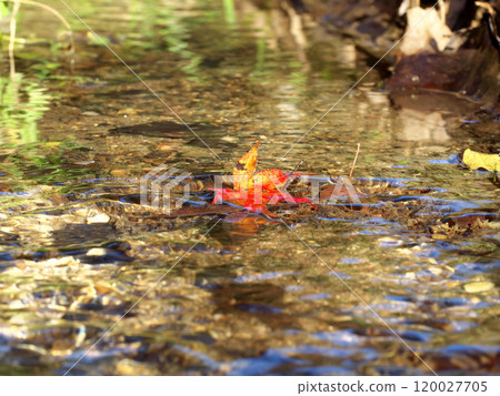 Fallen red maple leaves in a stream 120027705