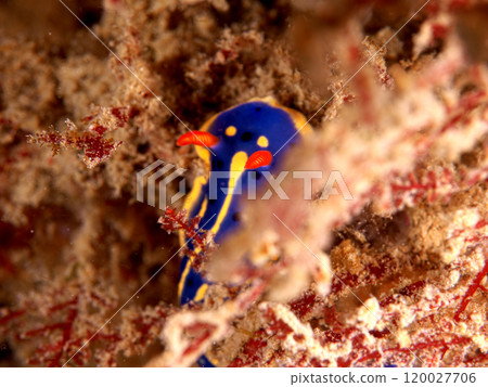 A vibrant green sea slug 120027706