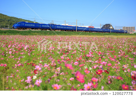 Cosmos field and the 883 series express train "Sonic" (JR Kyushu) Cosmos field and the 883 series express train "Sonic" (JR Kyushu) 120027778