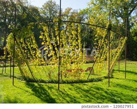 Tuttlingen, Germany - October 3rd 2023: Beautiful sitting place in a park with hop plant decoration 120027951