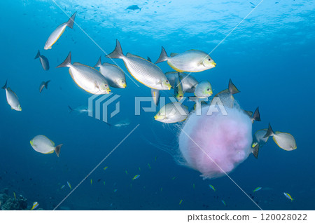 Giant Jellyfish swimming with a school of Streaked spinefoot fish Giant Jellyfish swimming with a school of Streaked spinefoot fish 120028022