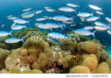 School of Rainbow runner swimming over Goniopora coral reef in Andaman Sea 120028023