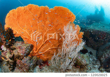 Giant Gorgonian Sea Fan coral near Similan Island in Andaman sea, Thailand Giant Gorgonian Sea Fan coral near Similan Island in Andaman sea, Thailand 120028025