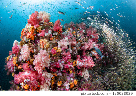 Beautiful colorful soft coral reef with massive school of glass fish at Richelieu Rock, Thailand 120028029