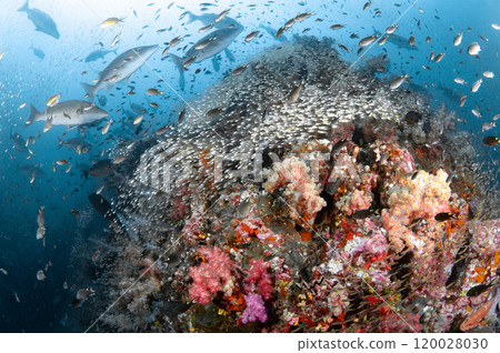 Beautiful colorful soft coral reef with massive school of glass fish at Richelieu Rock, Thailand 120028030