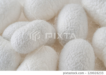 caterpillar of silkworm moth to process to yield silk fiber. caterpillar of silkworm moth to process to yield silk fiber. 120028233