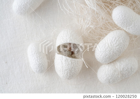 white silkworm cocoons shells, source of silk fabric background 120028250