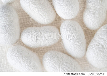 silk production cocoons background silk production cocoons background 120028251