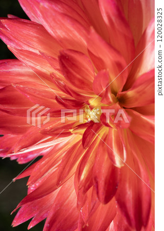 Close-up of a red dahlia flower 120028325