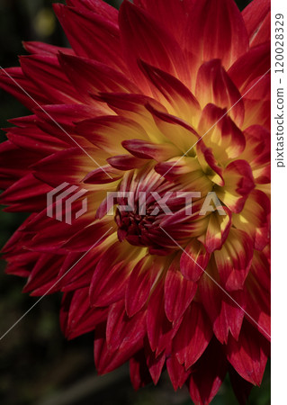Close-up of a red dahlia flower 120028329