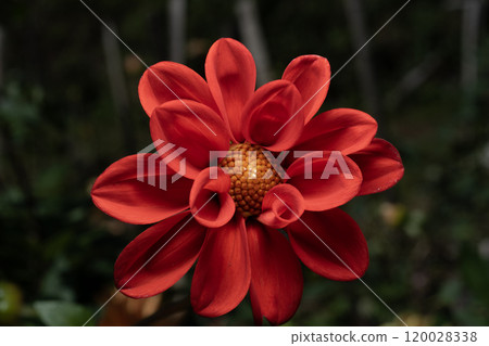 Close-up of a red dahlia flower Close-up of a red dahlia flower 120028338