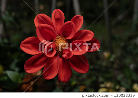 紅色大麗花花的特寫 紅色大麗花花的特寫 120028339