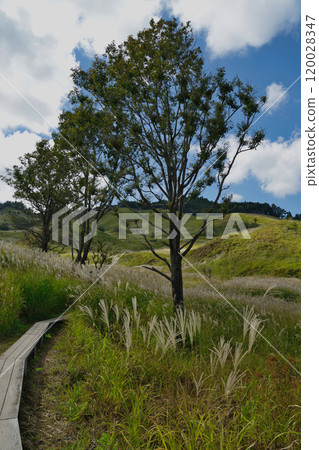 Tonomine Plateau: one of the Kansai region's leading areas for silver grass 120028347