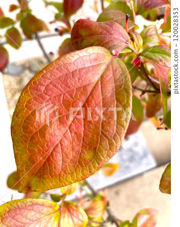 美麗的秋天藍莓葉 3 120028353