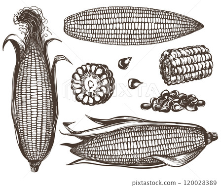 Corn vector set. Line sketch of whole corn cobs with leaves, pieces and kernels lying on the table. Old drawing in retro engraving style. Hand drawn realistic ink sketch. Corn vector set. Line sketch of whole corn cobs with leaves, pieces and kernels lying on the table. Old drawing in retro engraving style. Hand drawn realistic ink sketch. 120028389