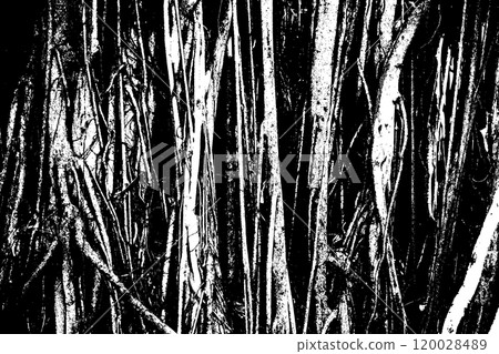 tree roots as wooden black and white vector texture 120028489