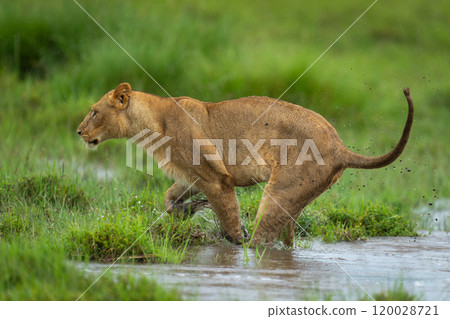 Lioness leaps across puddle on grassy floodplain Lioness leaps across puddle on grassy floodplain 120028721